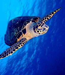 Photo of sea turtle
